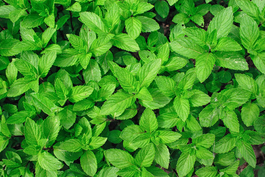 🌿 Hortelã-Verde Seca (Mentha spicata) para Exportação | Aromatic Herbs – Qualidade Egípcia Garantida