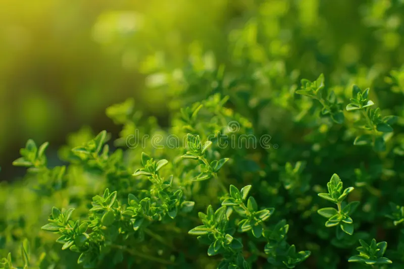🌿 Tomilho Seco Egípcio para Importação | Aromatic-Herbs.com