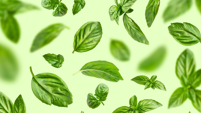🌿 Manjericão Seco para Exportação – Qualidade Premium do Egito | Aromatic Herbs