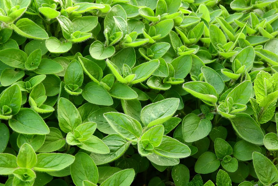 🌱 Manjerona Seca do Egito – Fornecimento Global de Ervas Aromáticas